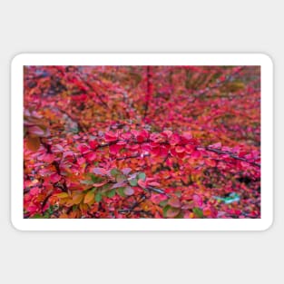 Red green barberry leaves in autumn Sticker